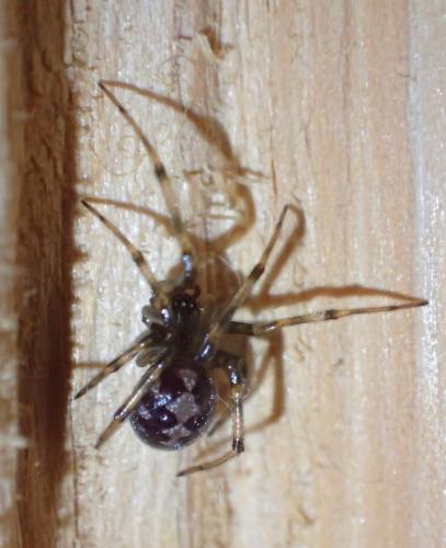 Steatoda triangulosa